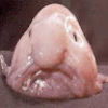 blobfishfillet